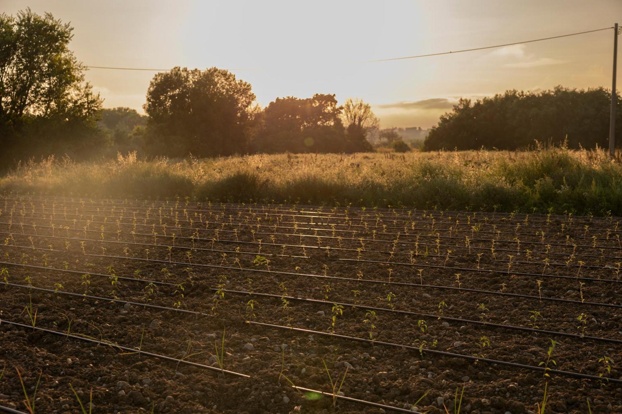 Agri Charme Tenuta Picilli Albanella Exteriör bild